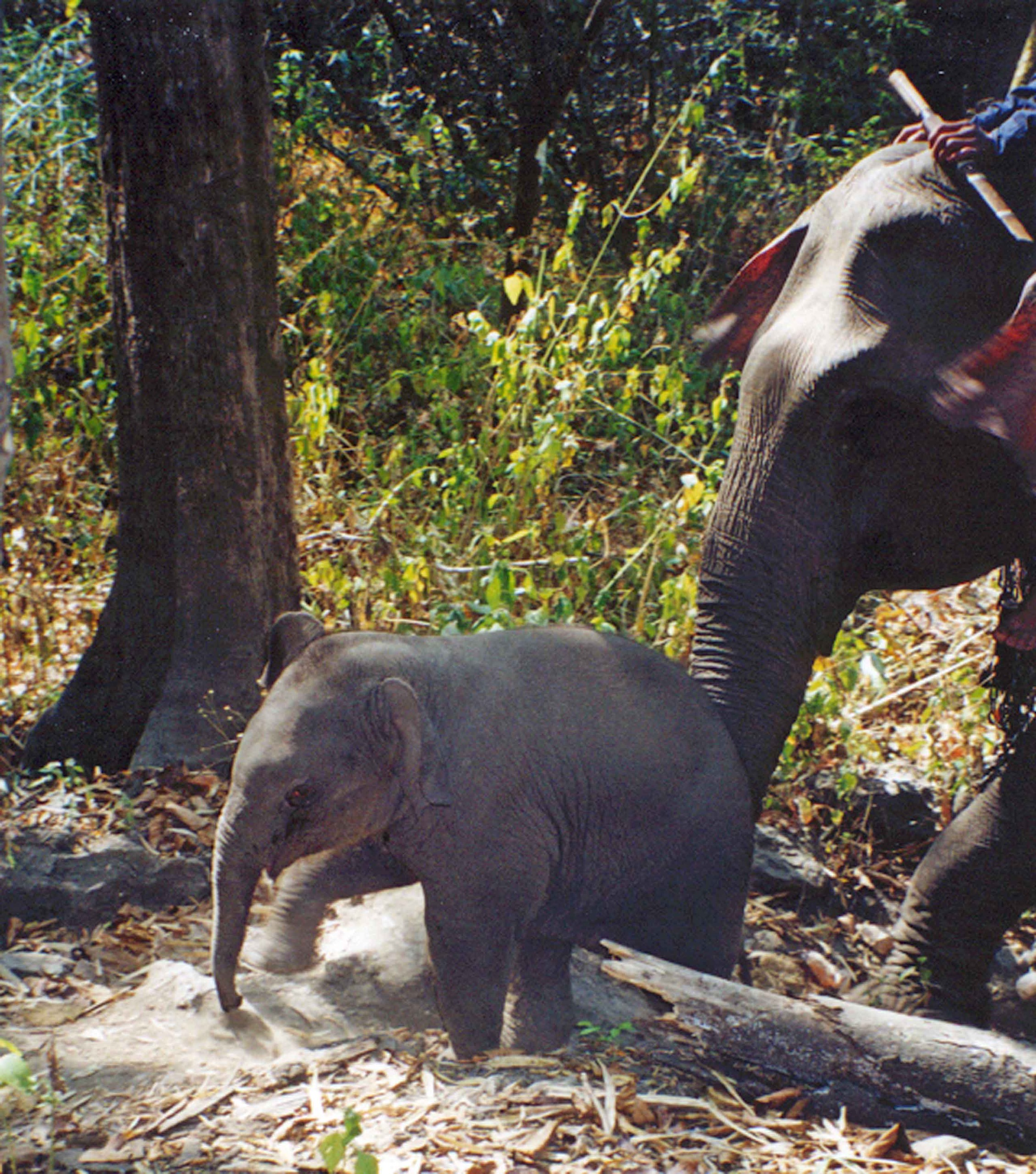 Baby elefant