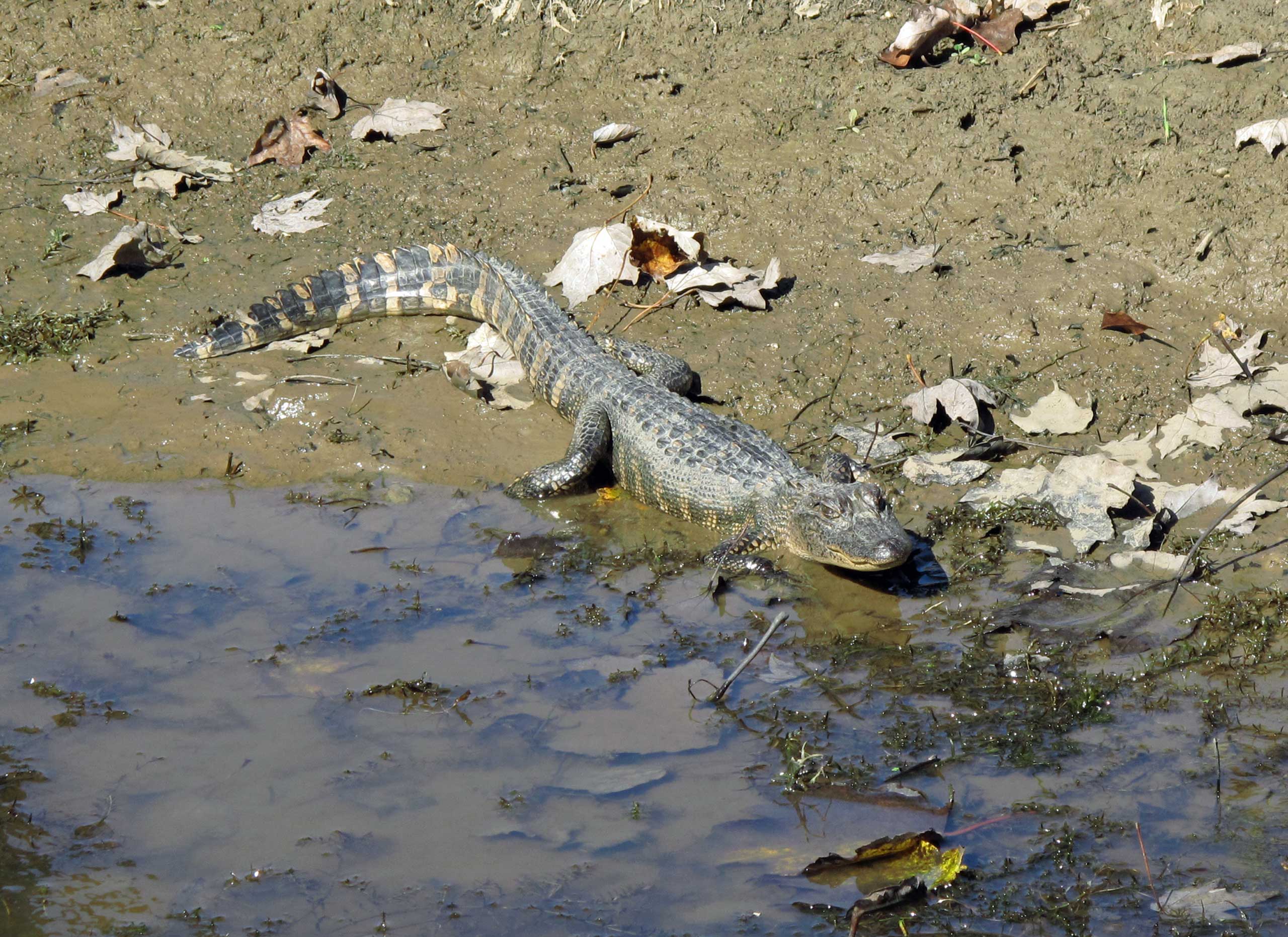 Alligator