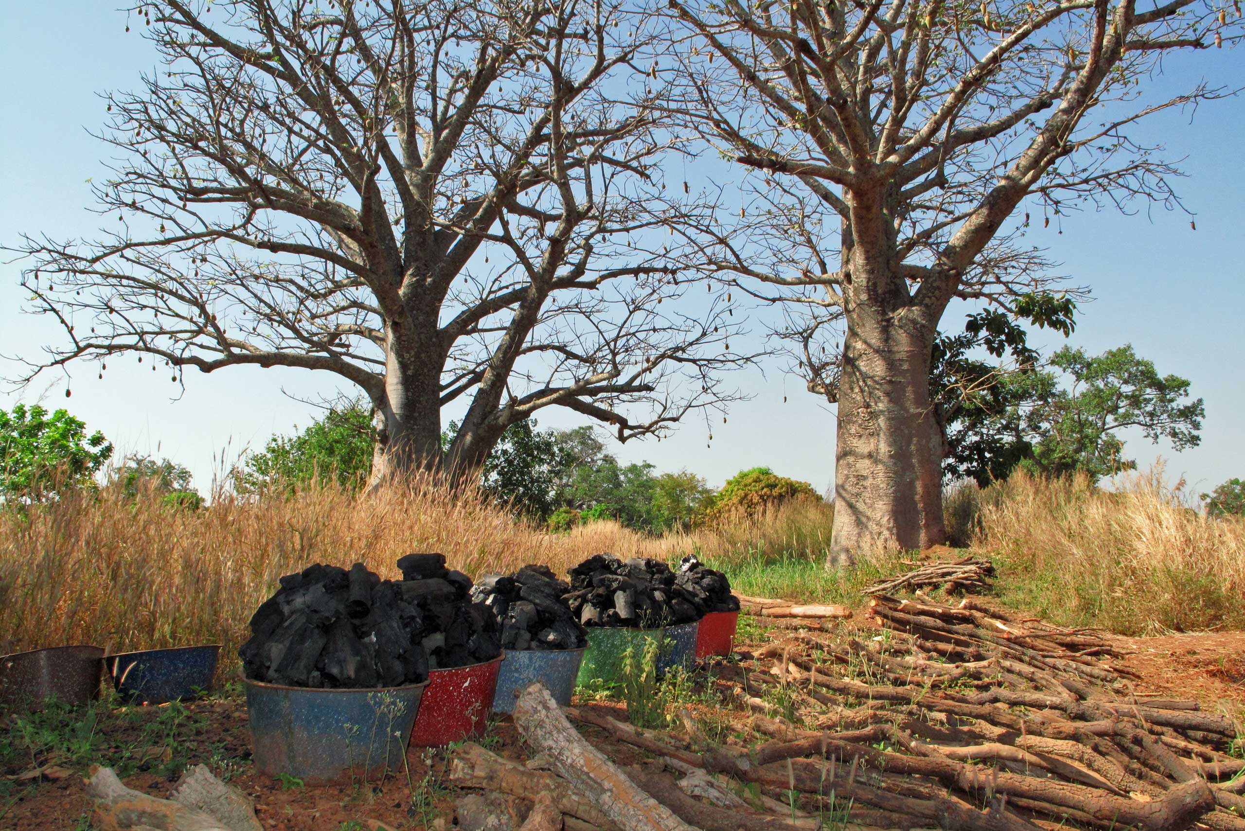 Baobab træer