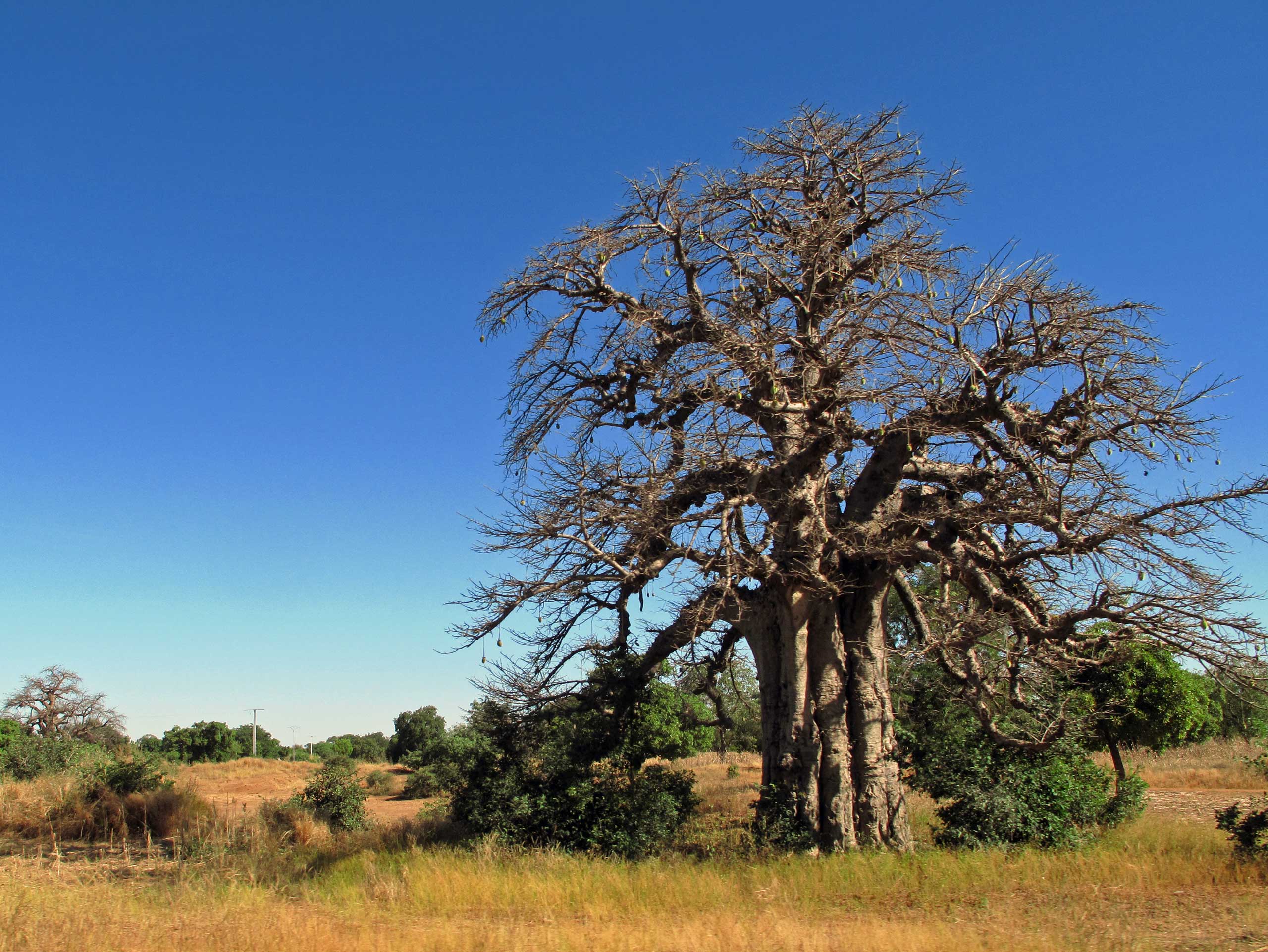 Baobab træer