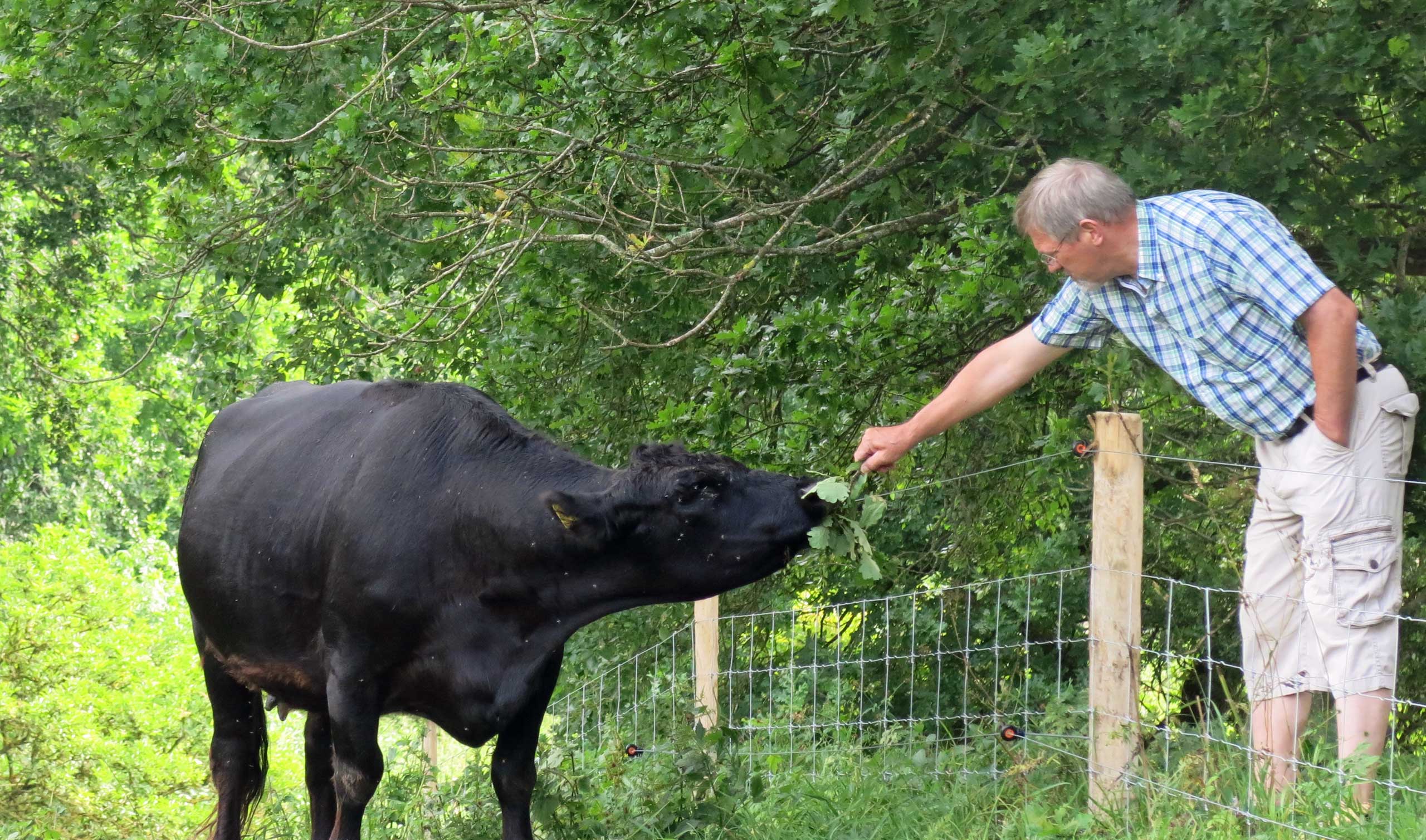 Krabbes Grønne Ring