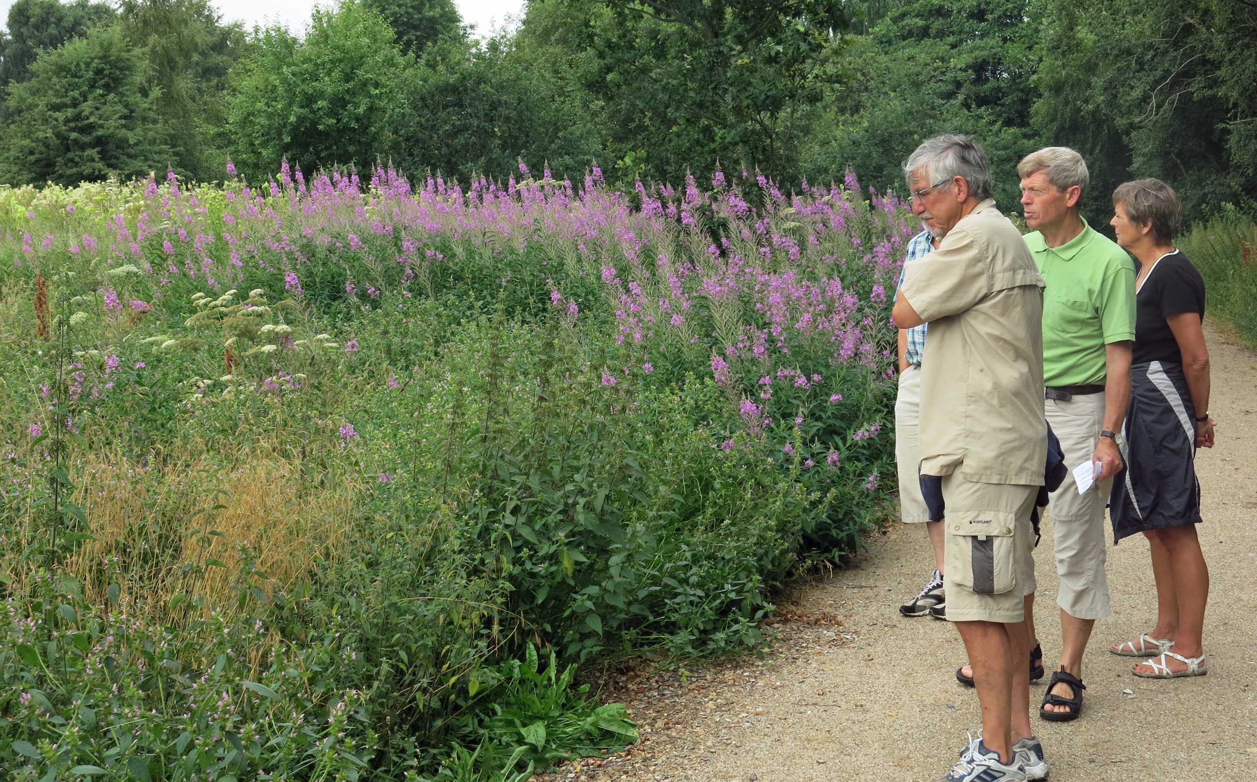 Krabbes Grønne Ring