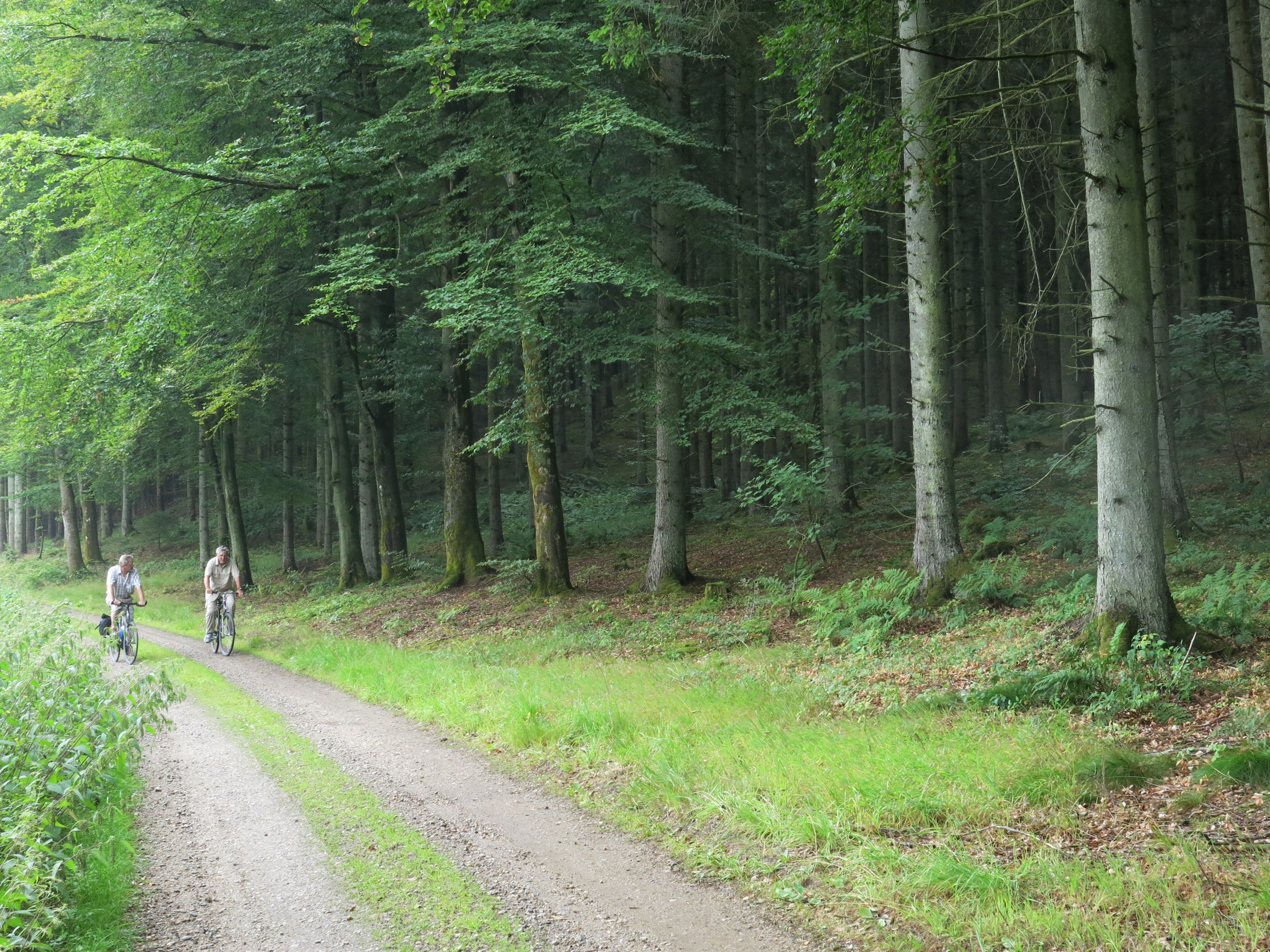 Gennem skoven til Alling Kloster