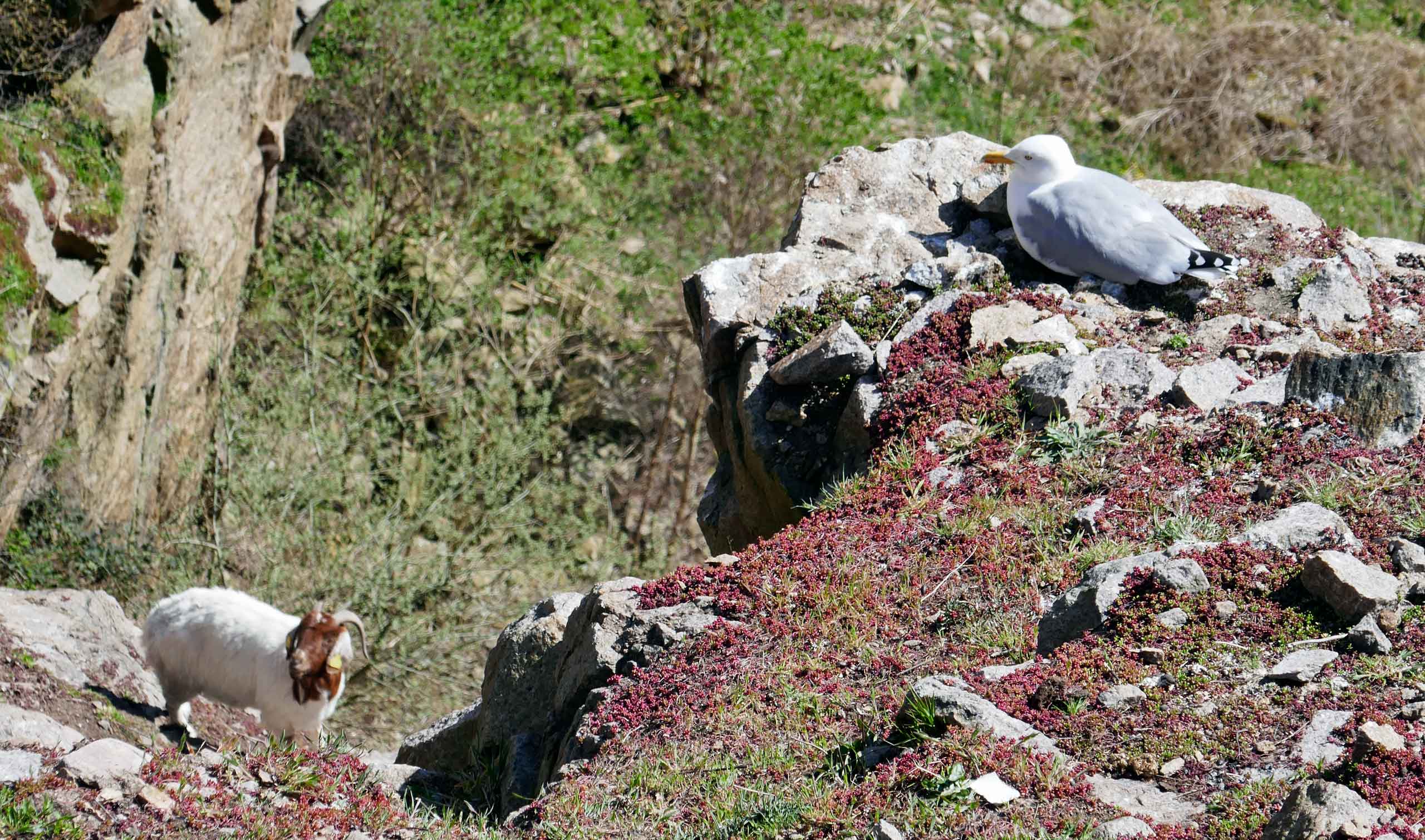 Bjerggeder og måger